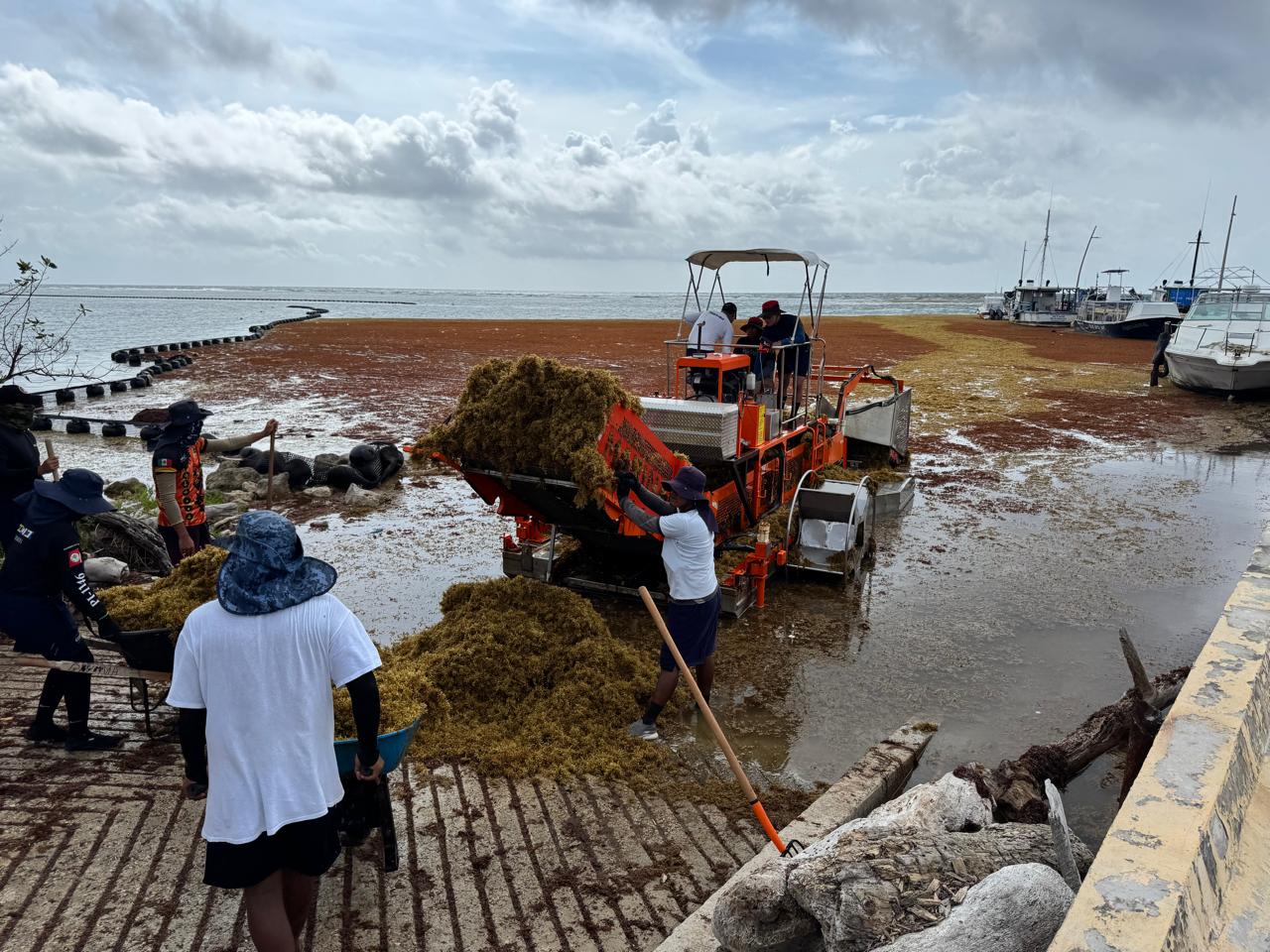 MARINA RECOLECTA 4,236 TONELADAS DE SARGAZO EN QUINTANA ROO DURANTE 2025