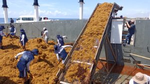 MARINA IMPULSA LA ESTRATEGIA DE ATENCIÓN AL SARGAZO CON 8,173 TONELADAS RECOLECTADAS EN QUINTANA ROO
