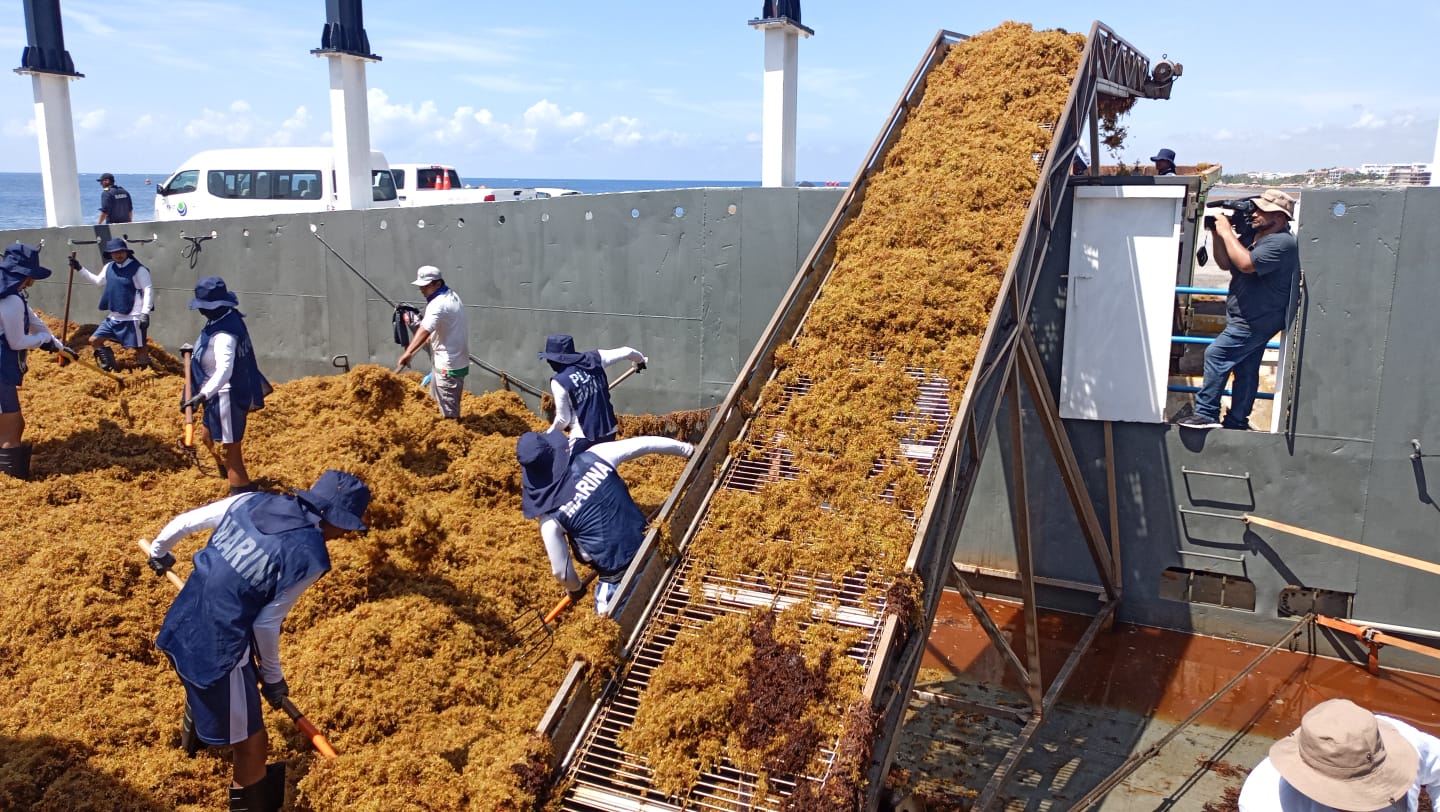 MARINA IMPULSA LA ESTRATEGIA DE ATENCIÓN AL SARGAZO CON 8,173 TONELADAS RECOLECTADAS EN QUINTANA ROO