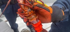 INFORME SEMESTRAL CONTRA LA PESCA ILEGAL 2025: REPORTA 4,265 TONELADAS ASEGURADAS