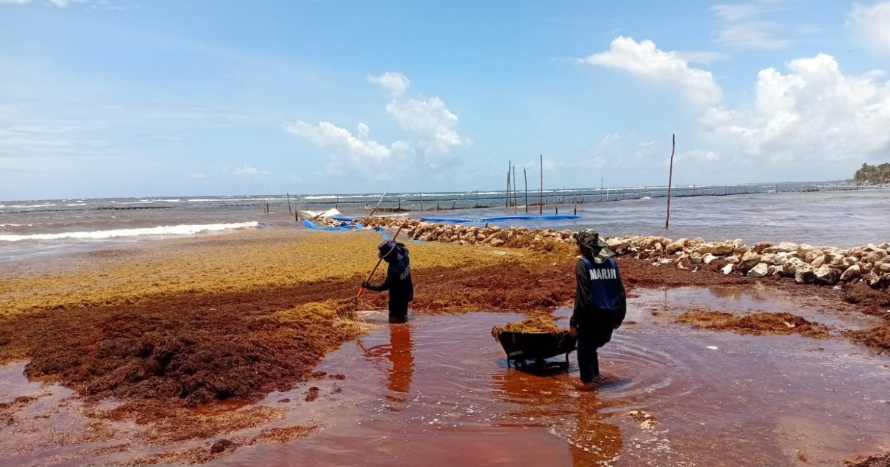 MARINA REMUEVE 300 TONELADAS DE SARGAZO EN PLAYAS DE QUINTANA ROO