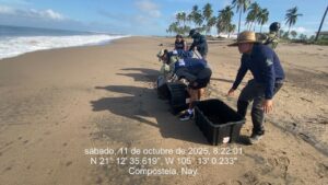 MARINA PROTEGE LA VIDA MARINA: RESCATA 6 MIL HUEVOS Y LIBERA 15 MIL CRÍAS DE TORTUGA EN NAYARIT